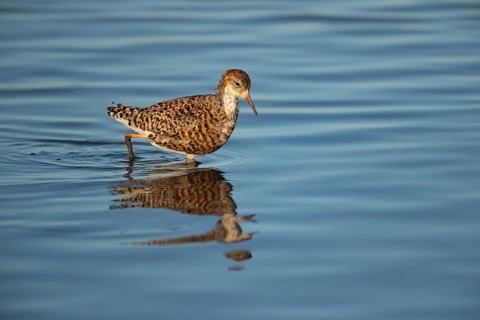 Ruff (Philomachus pugnax) adult wader bird in summer plumage in a shallow lagoon, England, United