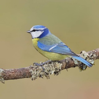 Blue Tit (Parus caeruleus), perched on a branch covered in lichen, Wilnsdorf, North