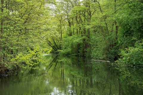 Deciduous trees with reflections on the Bolter Canal, deciduous forest, spring, Müritz National