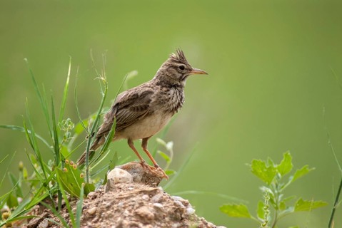 Crested lark, galerida cristata, crested lark, birds, Bulgaria, larks, passeri, songbirds, birds