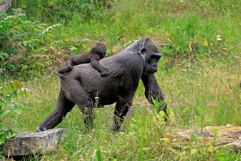 Western gorilla (Gorilla gorilla), adult, female, mother, carrying, infant, on her back, foraging