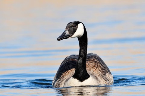 Canada geese (Branta canadensis) swimming, North Rhine-Westphalia, Germany