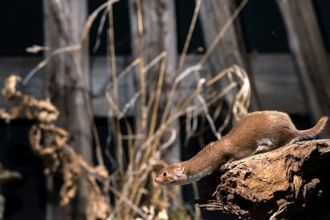 Carnivora, least weasel, mouse weasel, mustela nivalis, predators, mammals, raptors, mammals