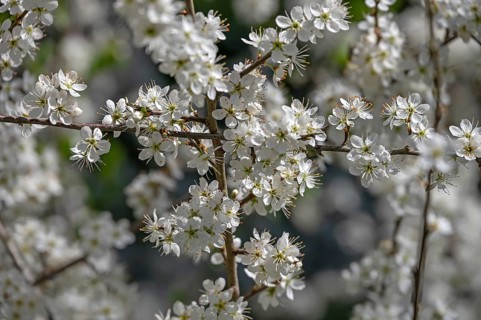Flowering hawthorn (Crataegus), Franconia, Bavaria, Germany