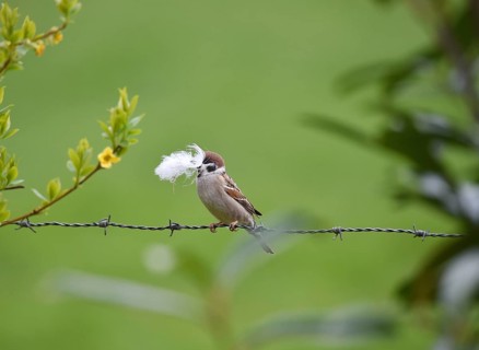 Sparrow, sparrow, (Passeridae) with nesting material in beak, Schleswig-Holstein, Germany