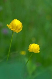 Budabin seed, buttercup, butter ball, butterrose, globe flower, goldhead, buttercup family, ball