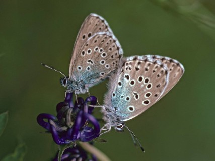 Ant blue, glaucopsyche arion, large blue, maculinea arion, phengaris arion, quendel ant blue, thyme