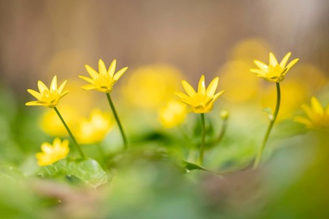 Lesser celandine (Ranunculus ficaria) . Germany