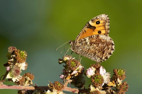 Grayling butterfly (Hipparchia semele) adult insect feeding on a Bramble flower in summer, Suffolk,