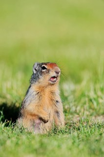 A Columbia ground squirrel (Urocitellus columbianus, Spermophilus columbianus) peeks out of its