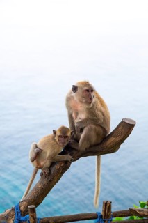 Two monkeys sit relaxed on a branch, looking out over the vast sea: crab-eating macaques (Macaca