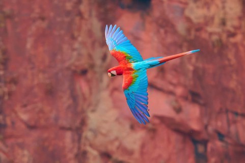 A colourful parrot with outstretched wings flies in front of a reddish rocky backdrop, Green-winged