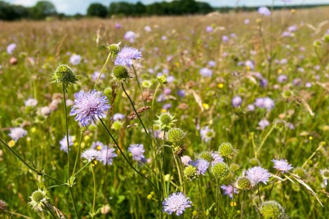 Field widow flower, asteraceae, dipsacaceae, card family, knautia arvensis, daisy flower, meadow