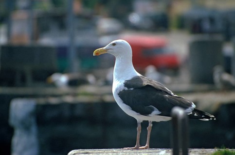 Great black-headed gull, Larus marinus, clotted gull, adult, birds, charadriiformes, adult,