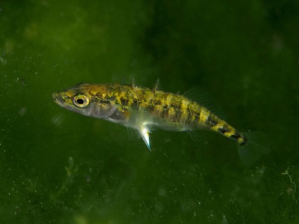 A small fish, Three-spined stickleback (Gasterosteus aculeatus), swimming through the green,