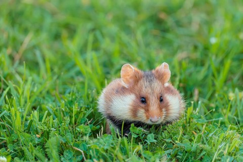 A European hamster (Cricetus cricetus) collects herbs, grass and blossoms in a green meadow.