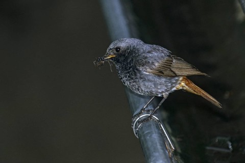 Black redstart, house redtail, Phoenicurus ochruros, birds, leo, male, passeri, songbirds, birds