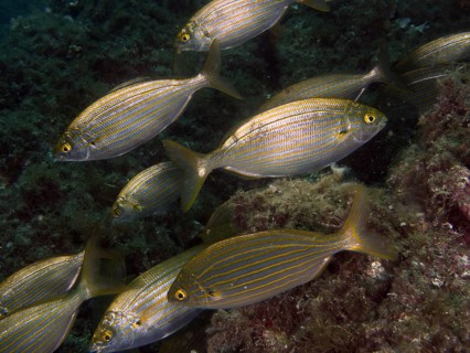 Several striped fish, salps (Sarpa salpa), swim together in the underwater landscape at the Cap de