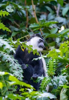 West African guereza or mantelaffe (Colobus guereza occidentalis) eating leaves, Bigodi, Western