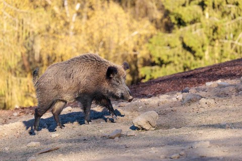 An adult wild boar (Sus scrofa) is running across a dry field. A forest can be seen in the