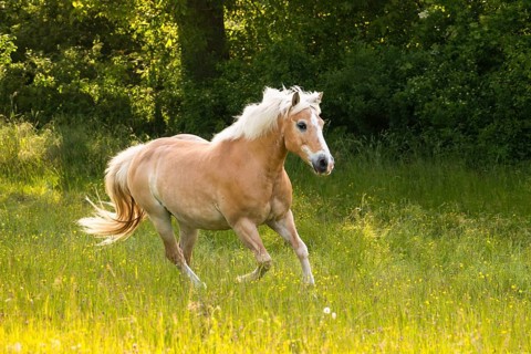 Horse, Haflinger, mare, galloping, galloping, in the evening, in the pasture