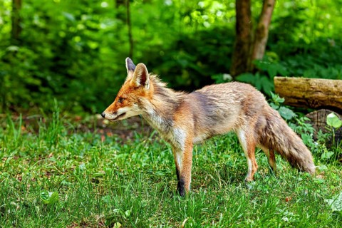 A fox stands alertly in a woodland clearing, surveying its surroundings. A red fox in the Hainich