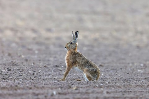 Alert European brown hare (Lepus europaeus) sitting in field in spring