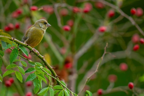 Carduelis chloris, chloris chloris, greenfinch, greenfinch, greenfinch, dog rose, pink canina,