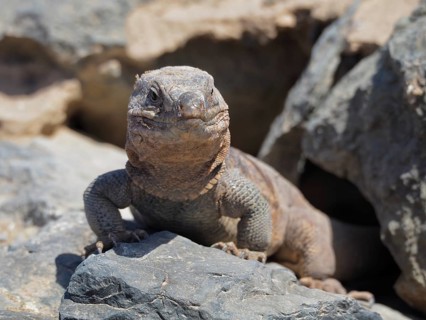 A Gran Canaria giant lizard (Gallotia stehlini) peeks out of a cave between rocks, Gran Canaria,