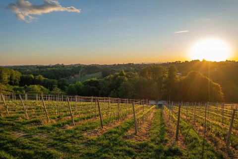 Vineyards in the evening light, Veliki Brebreviations, Jeruzalem, Ormož, Slovenia