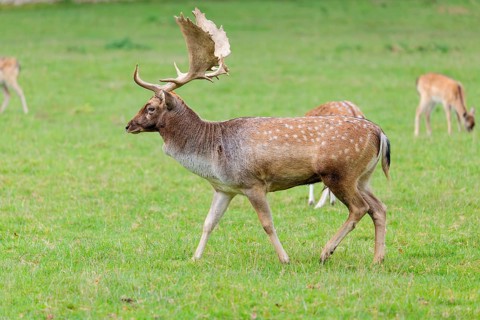A fallow deer (Dama dama) walks across a green meadow on a cloudy day. Bavaria, Germany