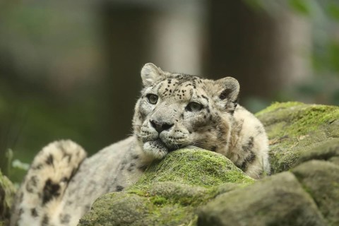 A snow leopard lies quietly on a moss-covered rock, gazing pensively, snow leopard (Uncia uncia)