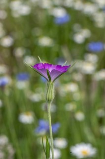 Corncock (Agrostemma githago) in front of daisies (Leucanthemum vulgare) and cornflowers (Centaurea