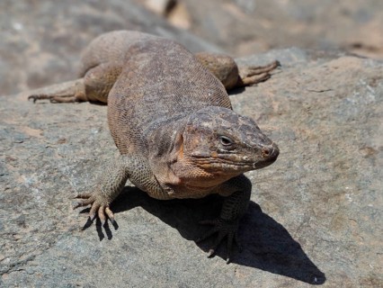 A Gran Canaria giant lizard (Gallotia stehlini) on a rock in a sunny desert landscape, Gran