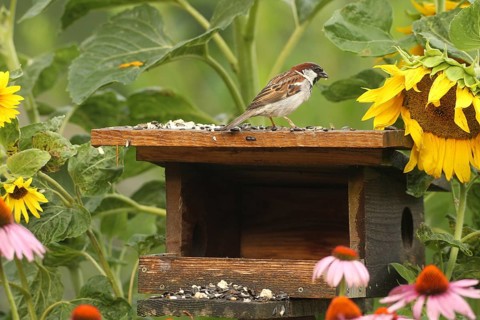 A male house sparrow (Passer domesticus) eats sunflower seeds at the summer bird feeder in the