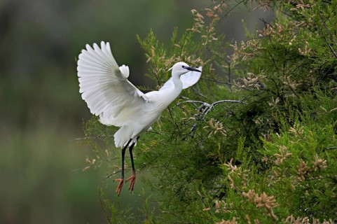 Little Egret (Egretta garzetta), approaching a tree, Camargue, southern France