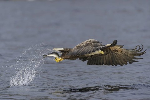 White-tailed Eagle (Haliaeetus albicilla) flying, Nord-Trondelag, Norway