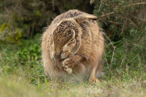 European brown hare (Lepus europaeus) adult animal washing its feet, England, United Kingdom