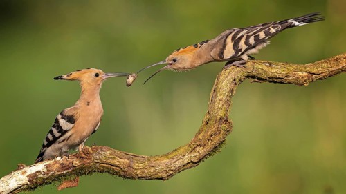 Hoopoe (Upupa epops) – Bird of the Year 2022, Male bringing food to the female, courtship gift,