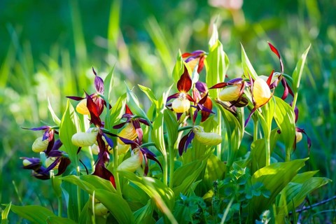 Flowers, plants, blossom, blooms, orchid, orchids, Venus Slipper (Cypredium calceolus), Germany