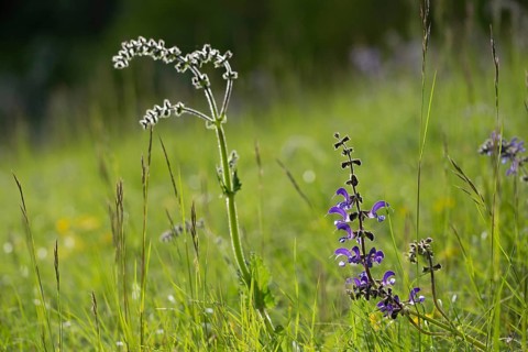 Lamiaceae, mint leaves, sage, salvia pratensis, meadow sage, flora, meadow clary, meadow sage,