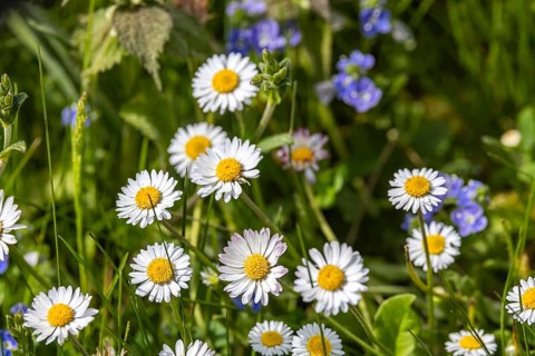 Daisies (Bellis perennis) in a meadow in spring. Gomadingen, Baden-Württemberg, Germany