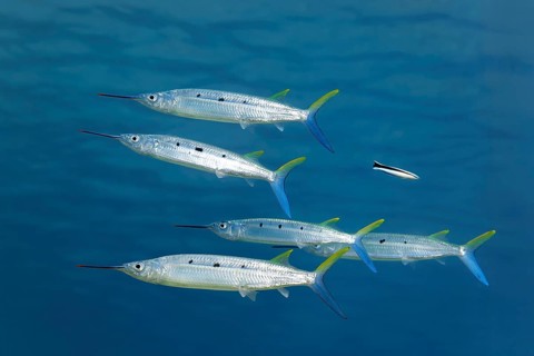 Small shoal of Red Sea Halfbeaks (Hemiramphus far) swimming close to the surface, Makadi Bay, Port