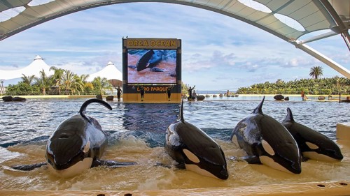 Four orcas perform a synchronised show in front of a large screen in a water park, orcas (Orcinus