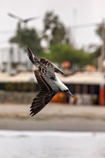 A bird flies swiftly across a coastal landscape, South American boobies on the rocks of the