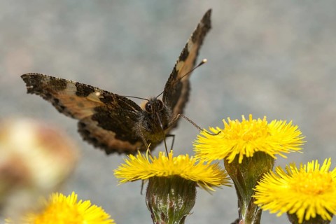 Aglais urticae, asteraceae, coltsfoot, small fox, daisy, nymphalis urticae, small tortoiseshell,