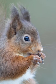 Red squirrel (Sciurus vulgaris) adult rodent animal eating a nut in winter, England, United Kingdom