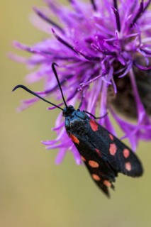 Ringed crown wig, billowing burnet, variable burnet moth, variable red ram, zygaena ephialtes,