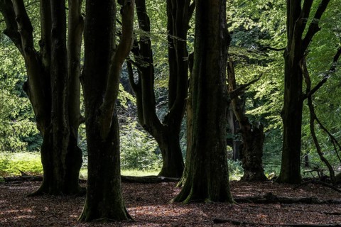 Old European beech trees (Fagus sylvatica), Emsland, Lower Saxony, Germany
