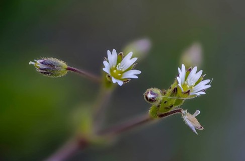 Caryophyllaceae, Cerastium pumilum, dark hornwort, European chickweed, hornwort, clove family, low